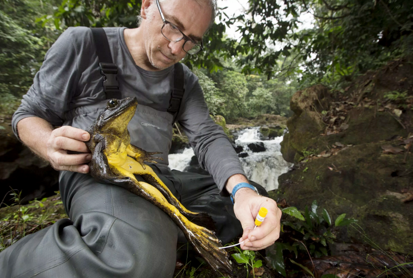 Голиаф-строитель: зачем самые большие лягушки на планете строят пруды Голиаф-строитель: зачем самые большие лягушки на планете строят пруды животные,интересное,природа