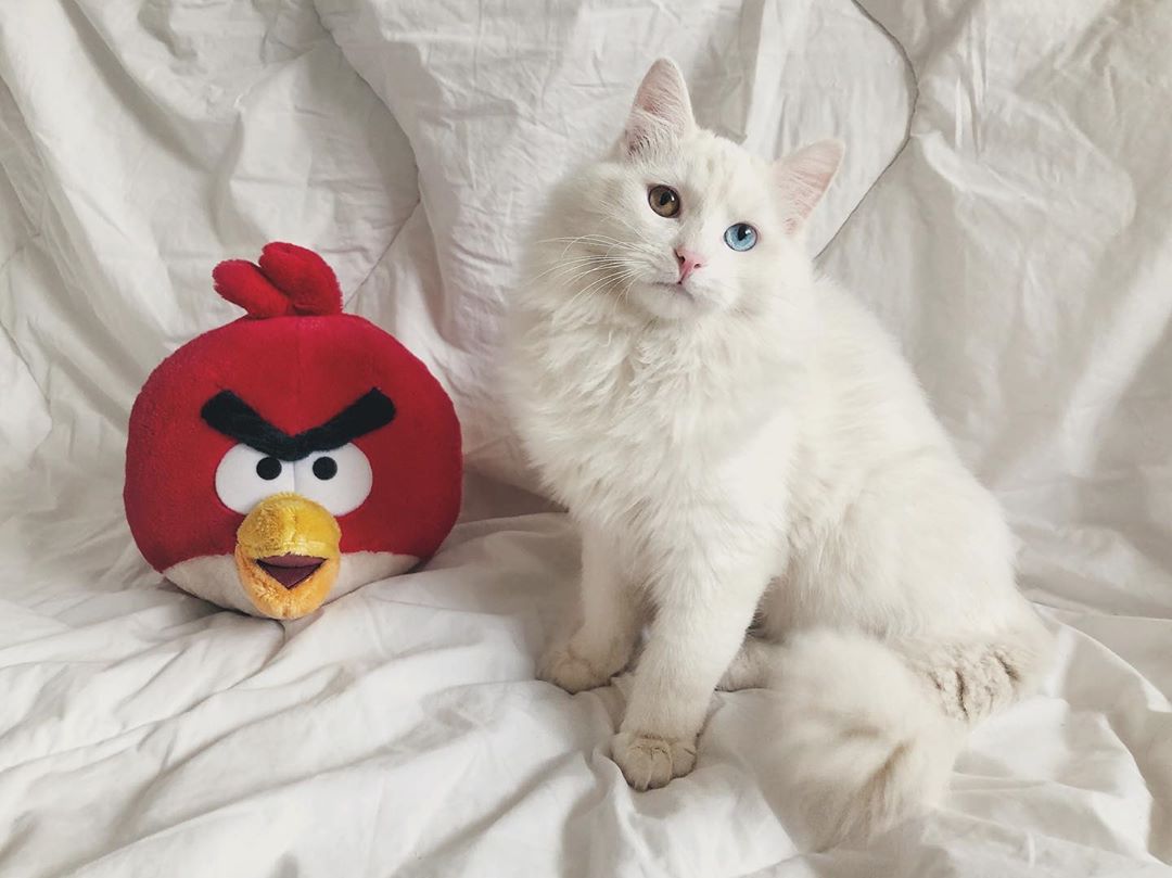 кошка с игрушкой