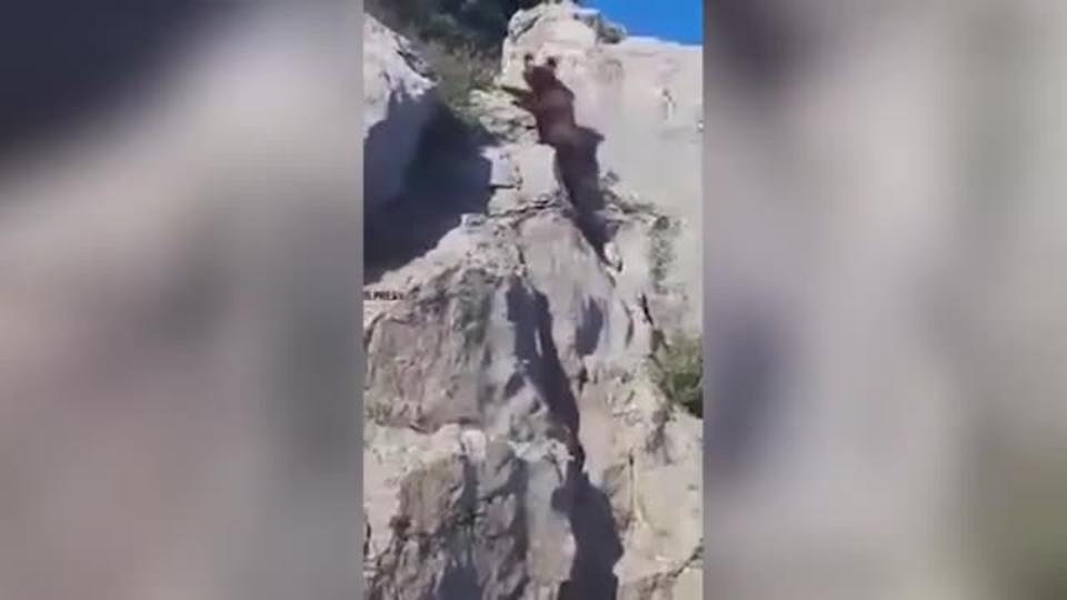 Ловко вскарабкивающийся на скалу в Крыму медведь попал на видео