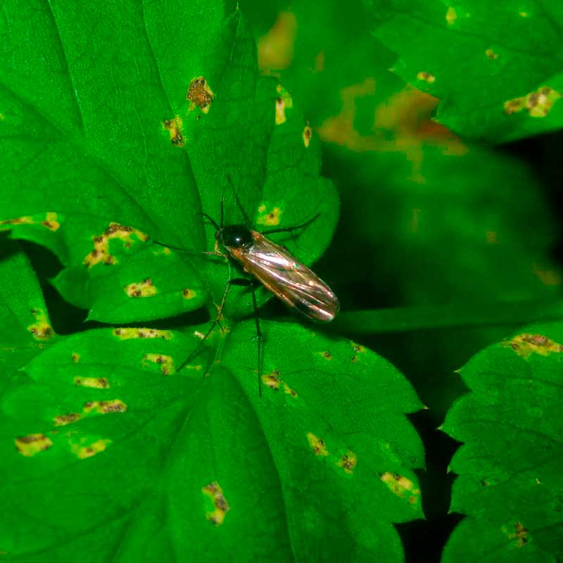 грибной комарик на комнатных растениях как бороться