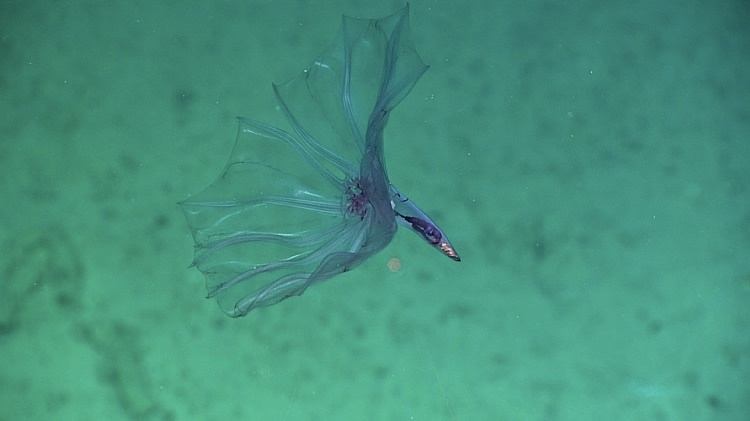 Морской огурец из семейства Pelagothuriidae