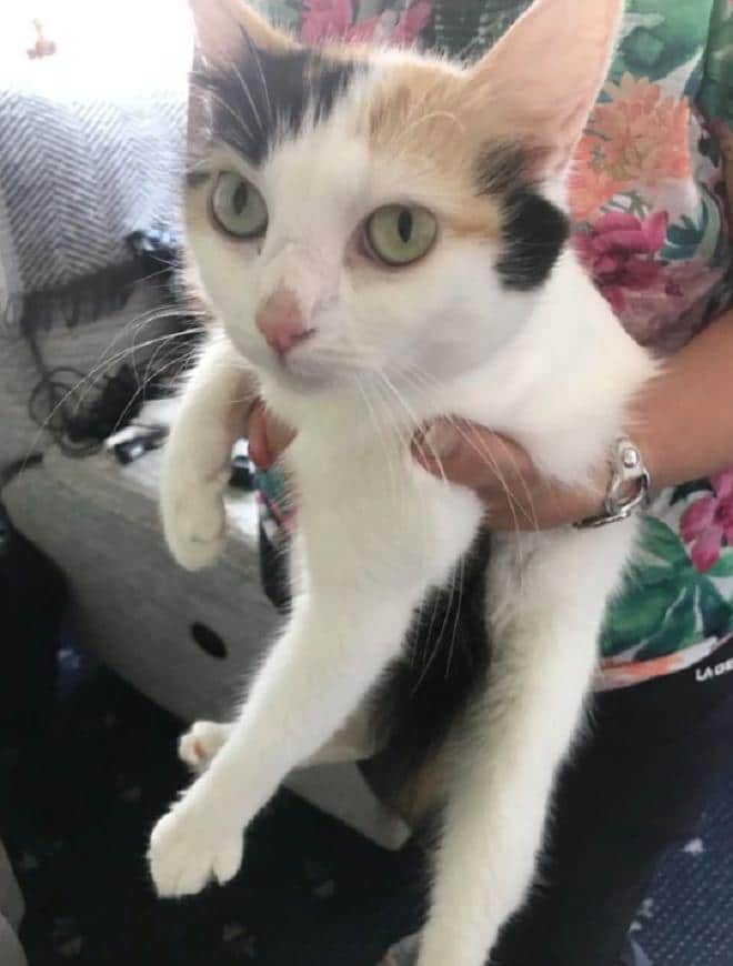 Кошка на руках