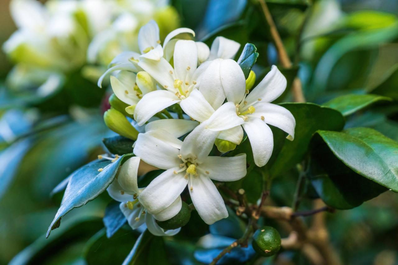 Никаких фикусов: 7 комнатных растений, полезных для иммунитета растение, ухаживать, растения, рассеянный, листья, полив, 20–25, можно, может, которые, листьями, зимой, аромат, кв мКак, формальдегид, выделяет, помогает, воздуха, кустарник, фитонциды