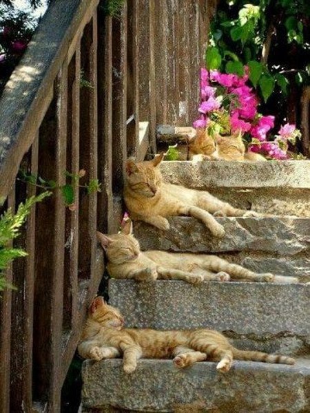 Коты в саду и на даче. 20 смешных, удивительных и просто няшных фото Коты в саду и на даче. 20 смешных, удивительных и просто няшных фото кошки, Только, кошка, хозяйка, цветы, вместо, мышей, этого, совершенно, котов, показать, вредителями, кошек, просто, чудеса13А, знаете, почему, некоторые, стремятся, залезть