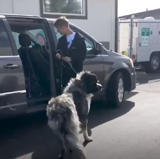 Пес и волонтер