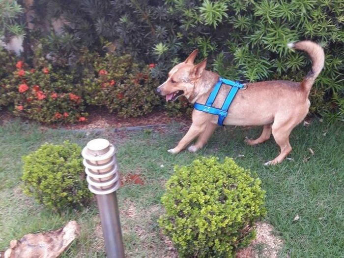 "Я помыла его. Он был очень счастлив и очень хорошо спал в первую ночь", — сказала Марилия гость, милота. добро, невеста, собака. свадьба. животные