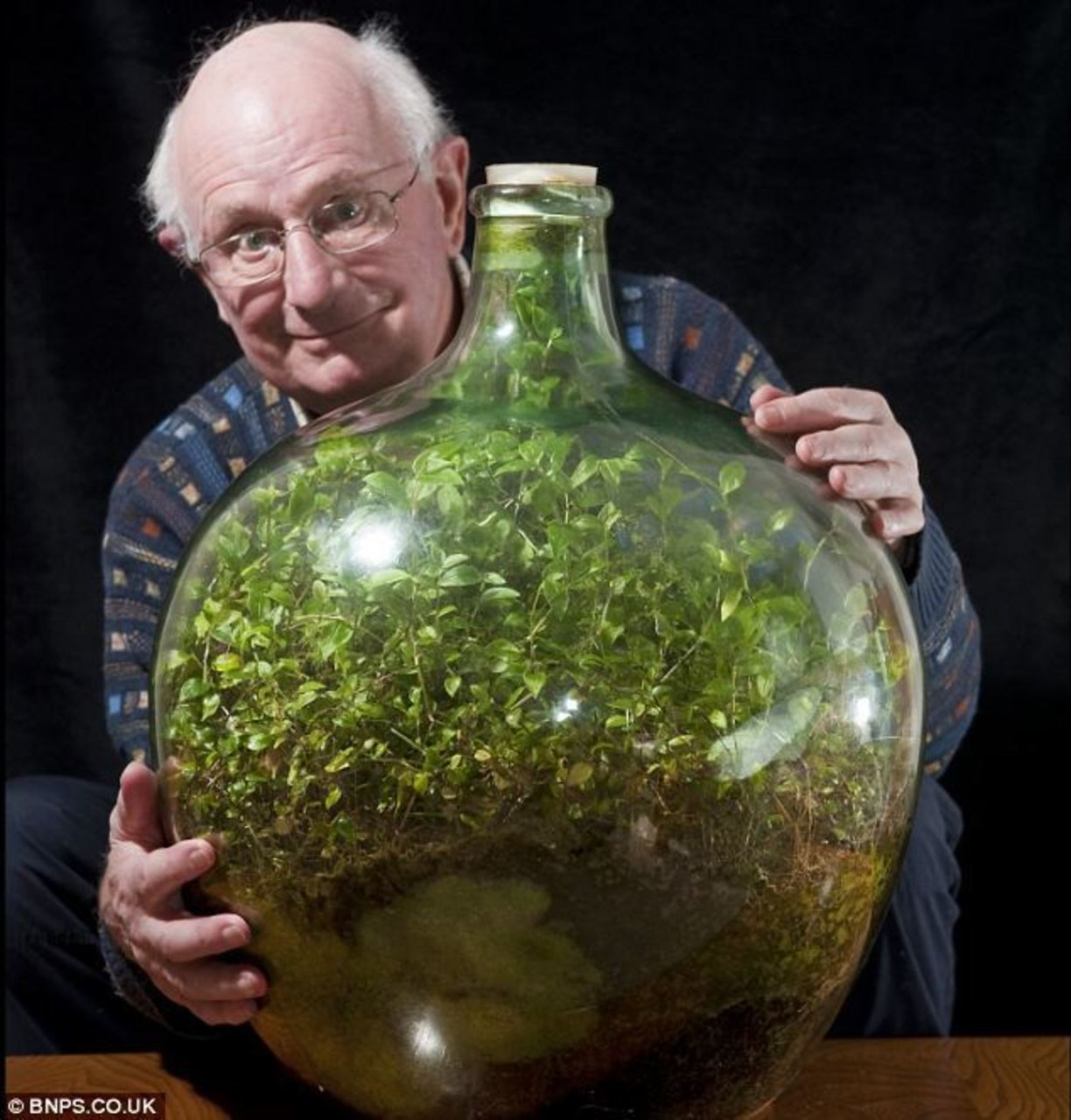 Садовник создал сад в бутылке и не открывал его 50 лет. Как цветку удалось выжить и что с ним стало сейчас дача,сад и огород,садоводство