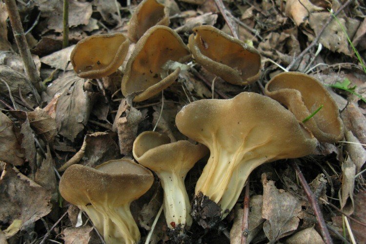 Съедобные грибы: названия, фото и описания очень, шляпка, называют, легко, шляпки, узнать, который, становится, можно, возрастом, потому, представитель, спутать, съедобный, только, всего, мякоть, грибов, напоминает, вкусный