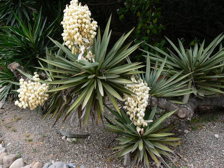 Юкка может, растение, Yucca, можно, растения, листья, этого, могут, также, следует, имеют, чтобы, длину, розетки, имеет, после, немного, нужно, развития, ствола