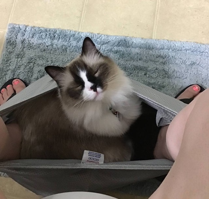 Бесстыжие коты, хозяевам которых самим нужна валерьянка картинки