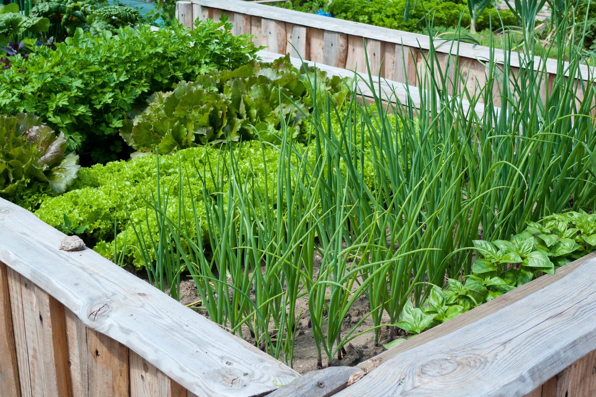 Как в домашних условиях выращивать овощи?
