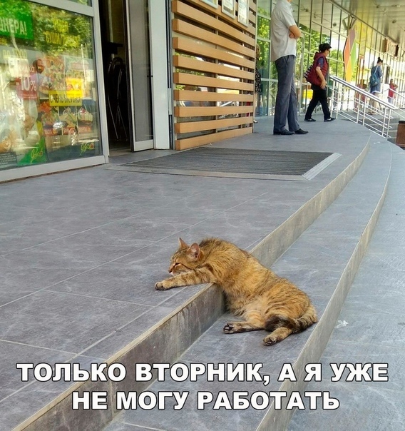 Прикольные и жизненные надписи к фотографиям Прикольные и жизненные надписи к фотографиям