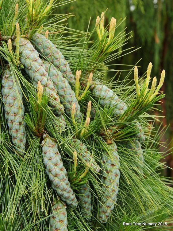 Pinus Schwerinii интересное, познавательно, природа, растения, факт, шишки