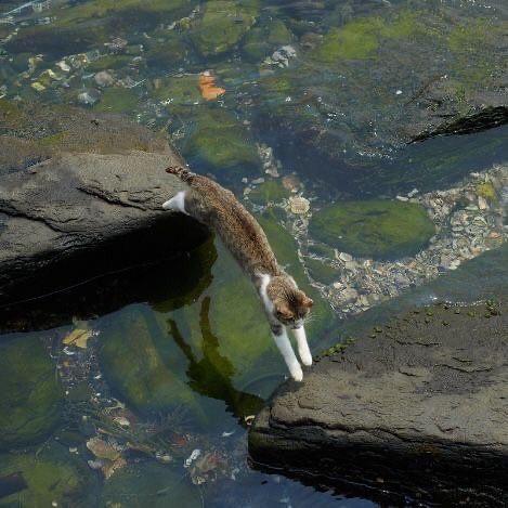 Без кота и жизнь не та