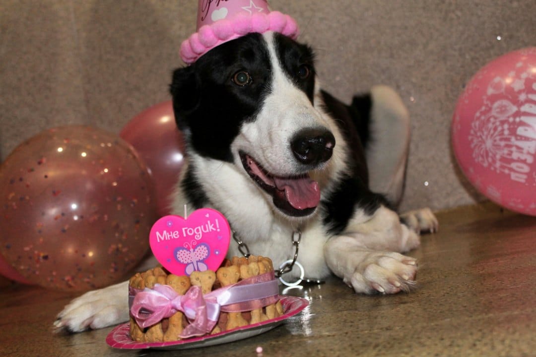 собака в день рождения