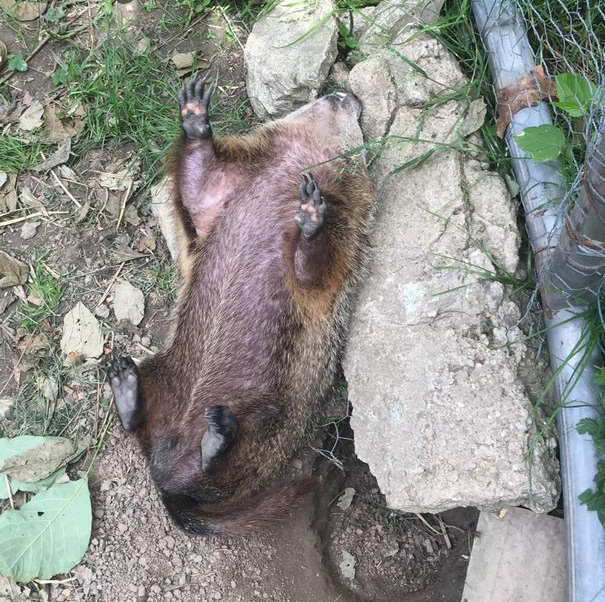 rescued-blind-woodchuck-coco-2