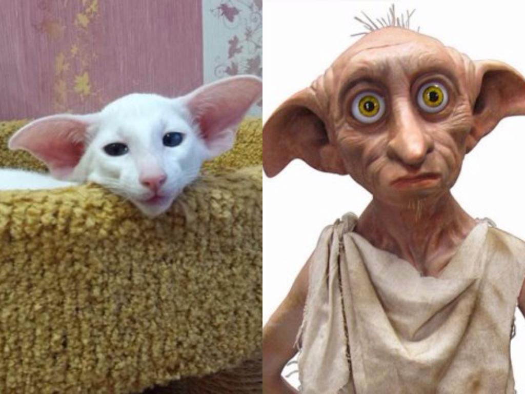 Коты, похожие на людей и киногероев: забавные фото Коты, похожие на людей и киногероев: забавные фото интересное