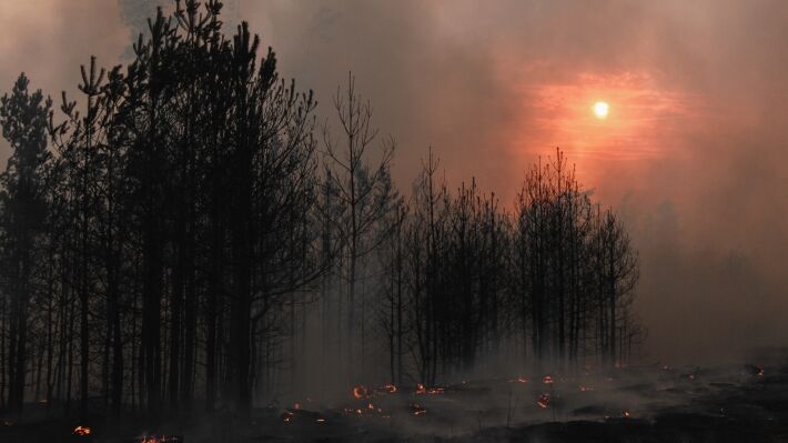 Черные лесники в РФ уничтожают следы преступлений пожарами