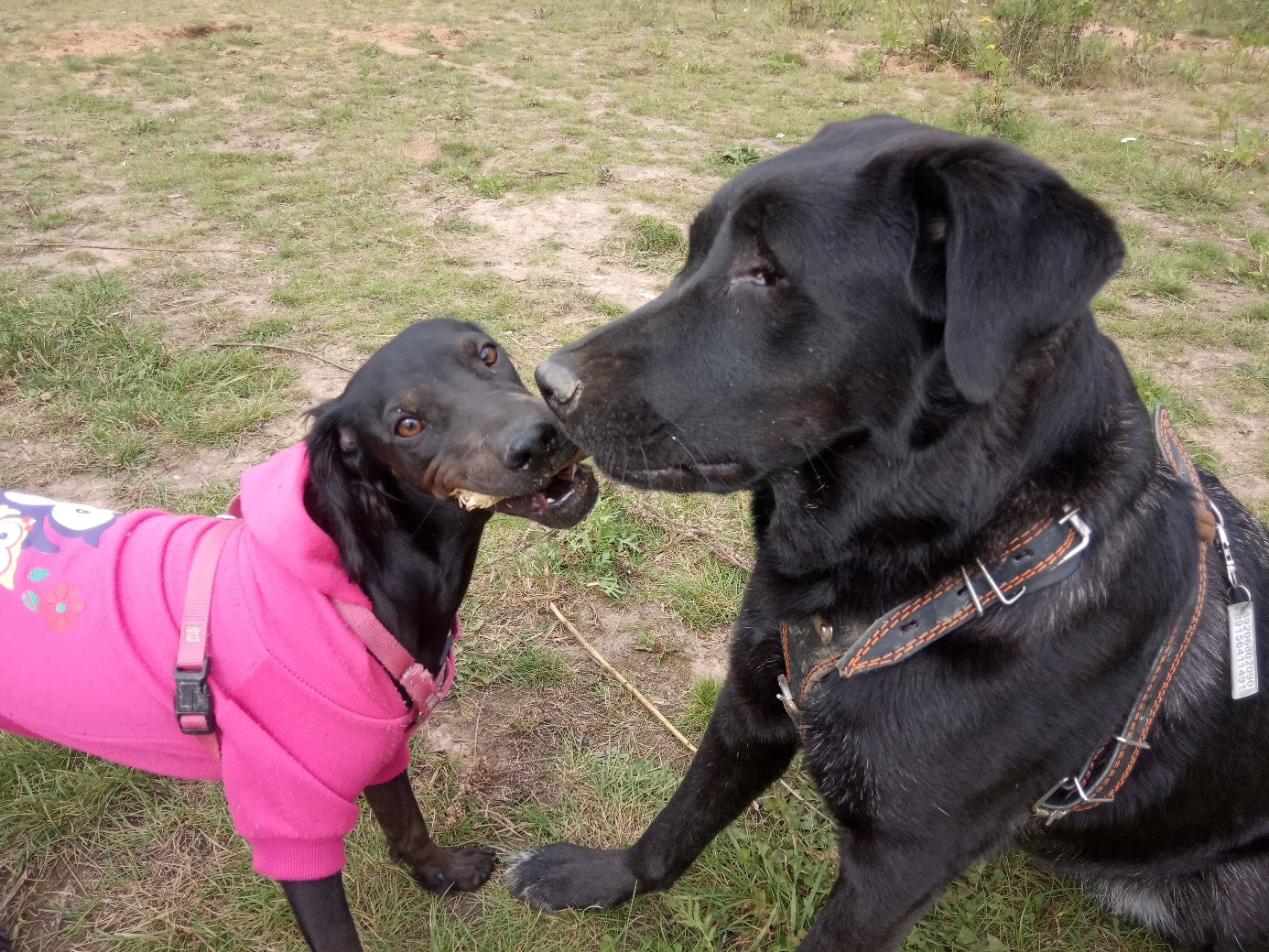 собаки на прогулке
