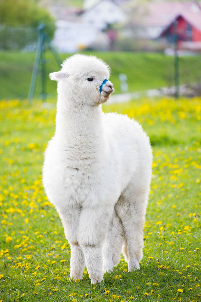 Is It A Cloud Or An Alpaca