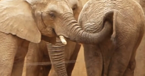 10 самых ненормальных животных животные,интересное