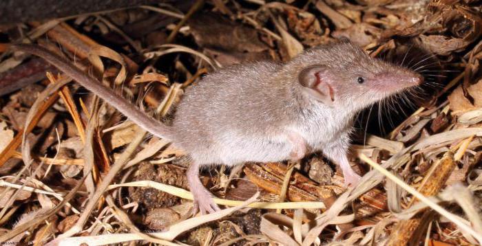 Мышь с длинным носом: название, описание вида