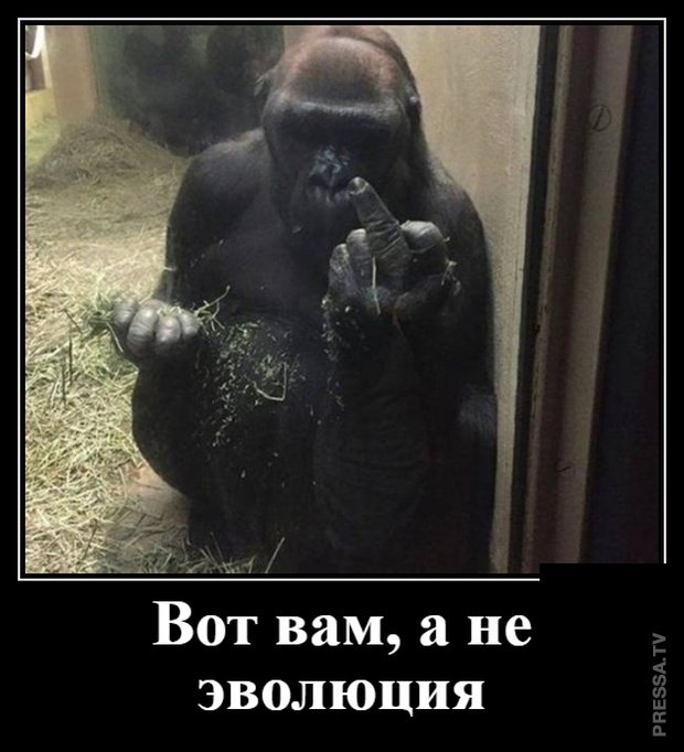 Забавные позитивные демотиваторы для хорошего настроения Забавные позитивные демотиваторы для хорошего настроения