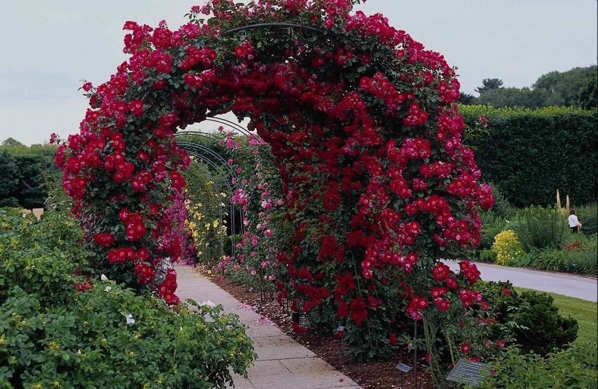 6 самых красивых цветов, которые украсят ваш осенний сад дача,сад и огород,цветоводство,цветы