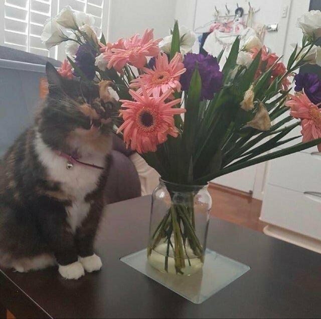 Забавные фото животных, которым ну очень хочется укусить 