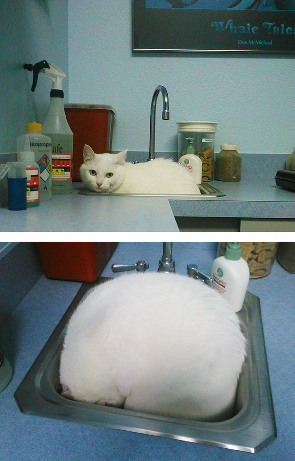 Уморительные фотографии котиков, прячущихся от ветеринара