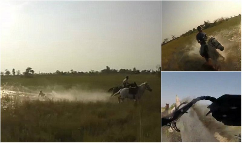 Не ходите в Африку гулять: турист упал с лошади перед преследующей их львицей