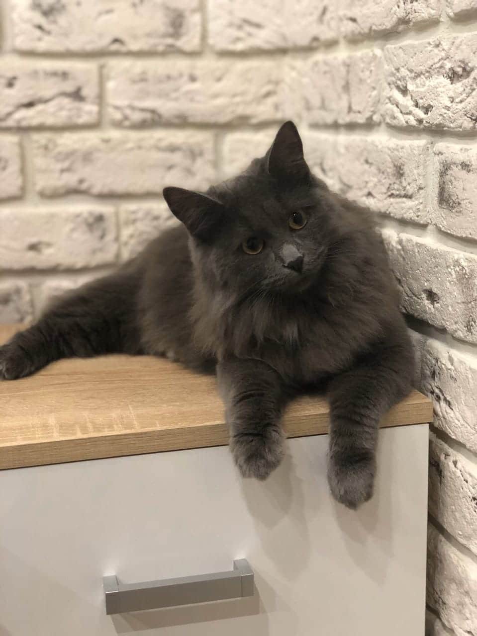 кошка в доме