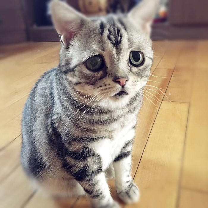 кошка луху, самая грустная кошка в мире 