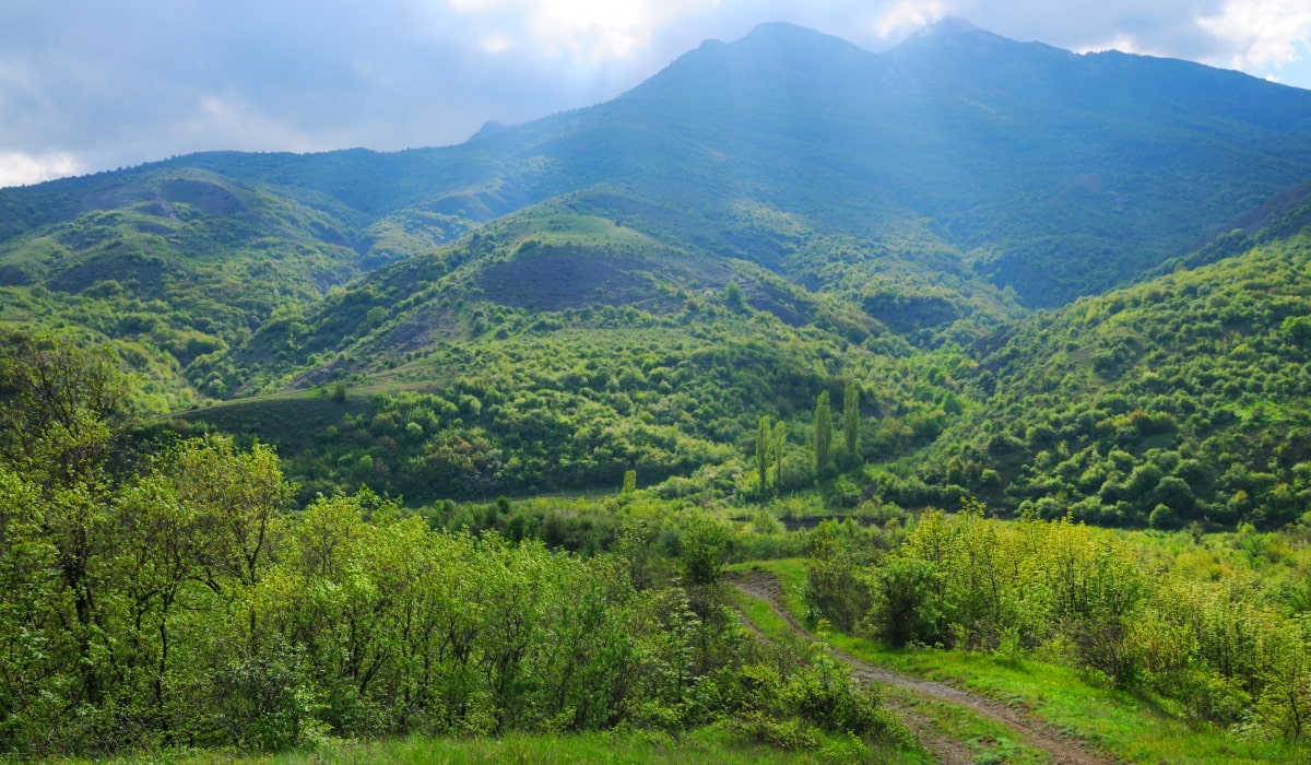 Агармышский лес