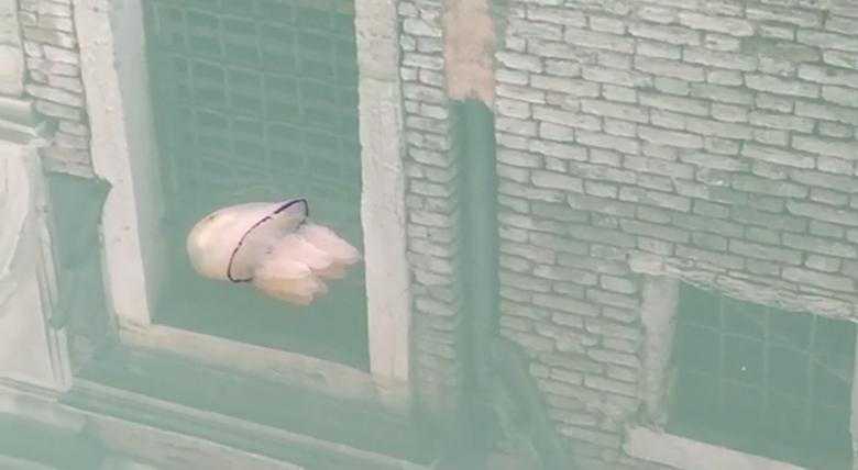 Как дикая природа вторгается в города во время карантина Как дикая природа вторгается в города во время карантина дикая природа,карантин,коронавирус