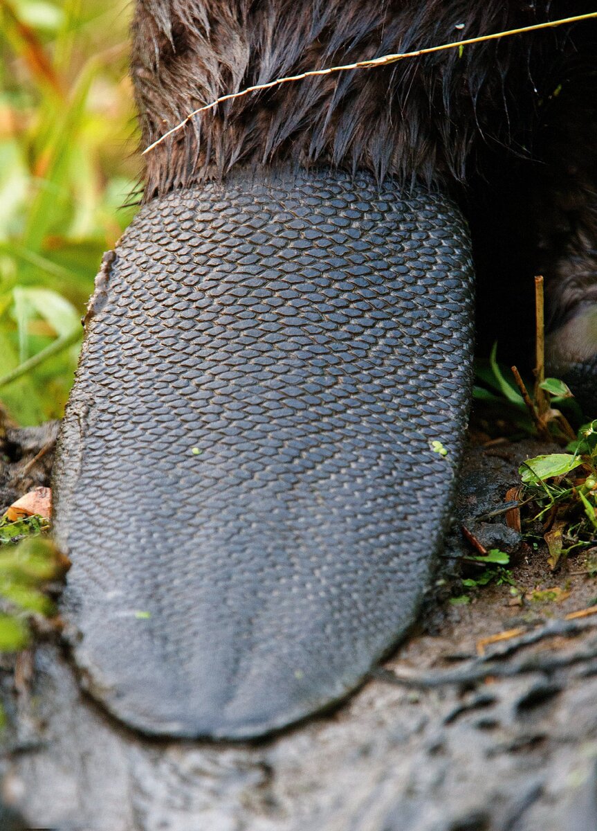 Многофункциональный хвост бобра покрыт роговыми чешуйками, рисунком напоминающими чешую пресмыкающихся. Фото: Павел Греков