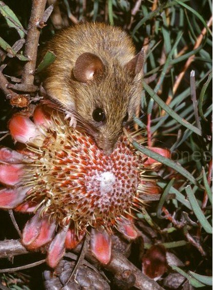 ТОП-10: Самые странные и восхитительные союзы между животными и растениями животные,насекомые,природа,растения