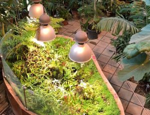 Дынные деревья заплодоносили в «Аптекарском огороде». Фото предоставили сотрудники пресс-службы Ботанического сада