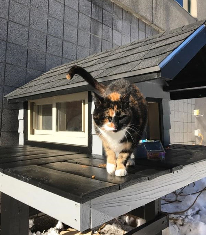 cops-build-stray-swat-cat-condo-6