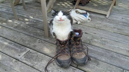 Прикольная фотоподборка (55 фото)