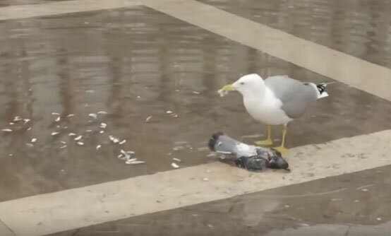 10 самых ненормальных животных животные,интересное