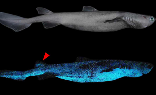 Океанологи нашли в глубинах океана акул, которые светятся в темноте