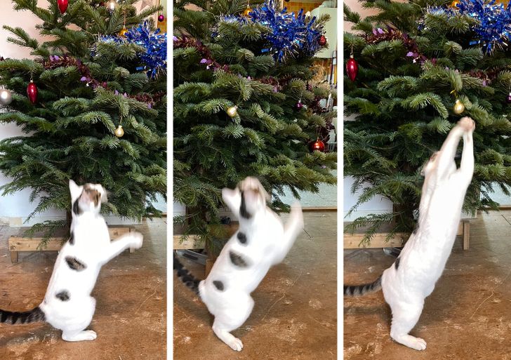 белый кот снимает игрушку с елки