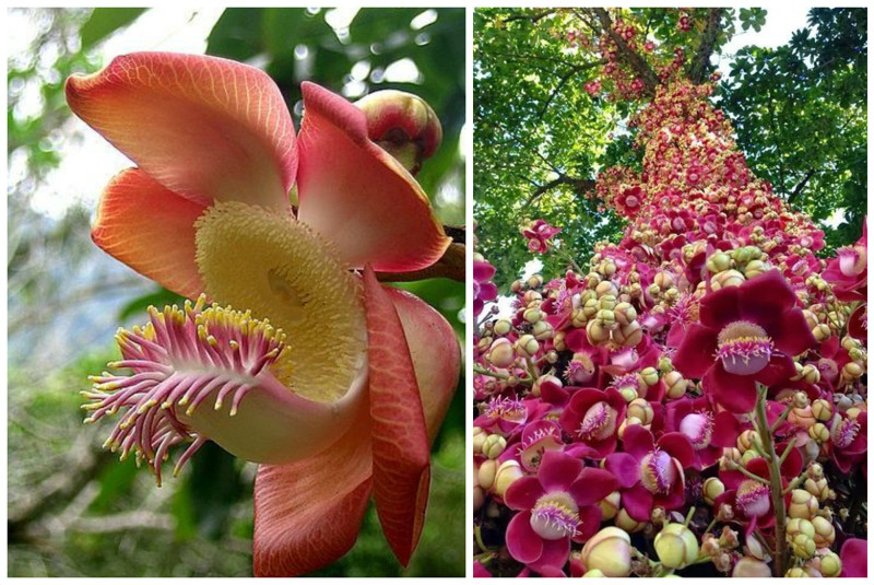Курупита гвианская (Couroupita guianensis) интересное, красота, флора, цветы