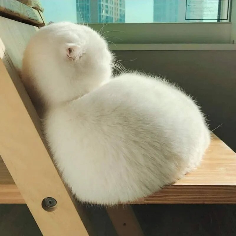 Блог - 14 смешных фото котов, которые обиделись на своих хозяев 14 смешных фото котов, которые обиделись на своих хозяев