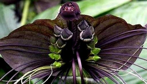 Такка Шантрье (Tacca chantrieri)