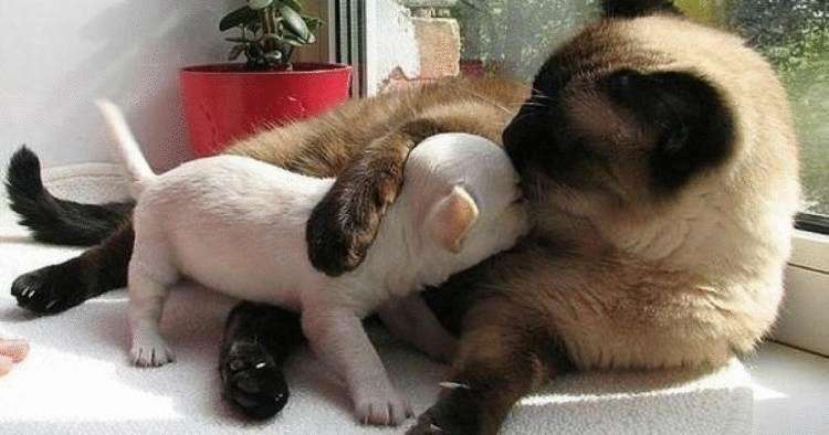 Каждому коту нужен свой пес