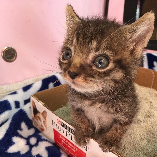 Котенок на песке