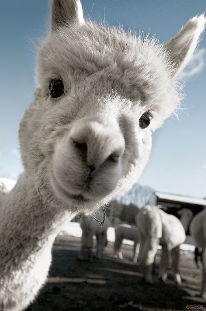 Cute Baby Alpaca