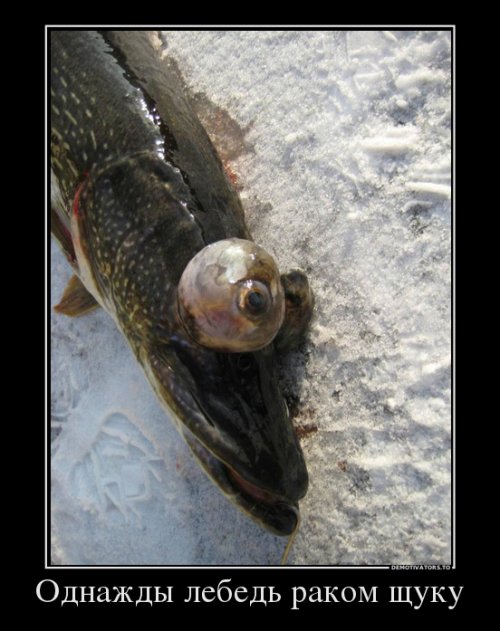 Свежие демотиваторы на Бугаге (15 шт)